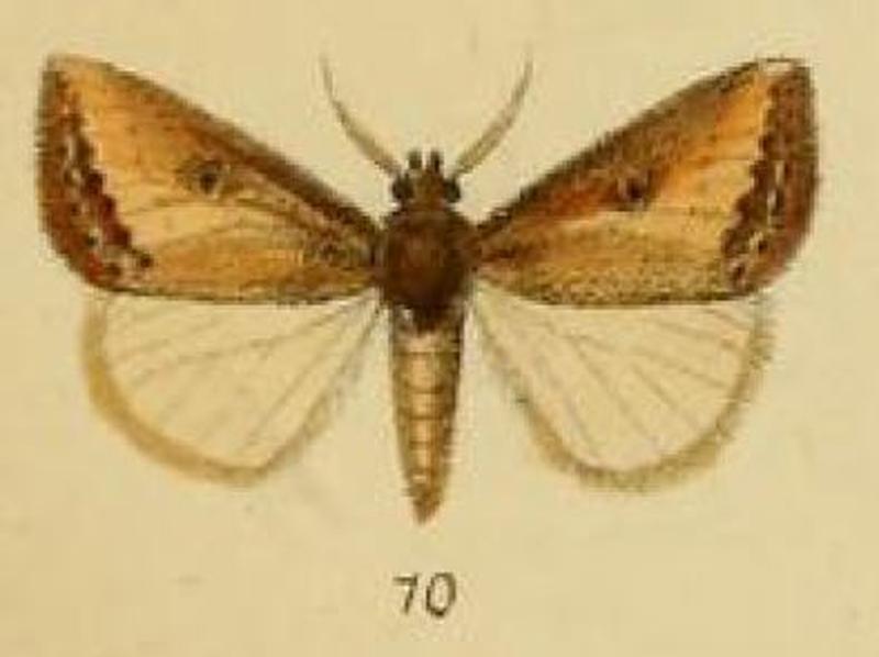 Pl.1-10-Utidava citana=Utidaviana citana (Schaus, 1893)