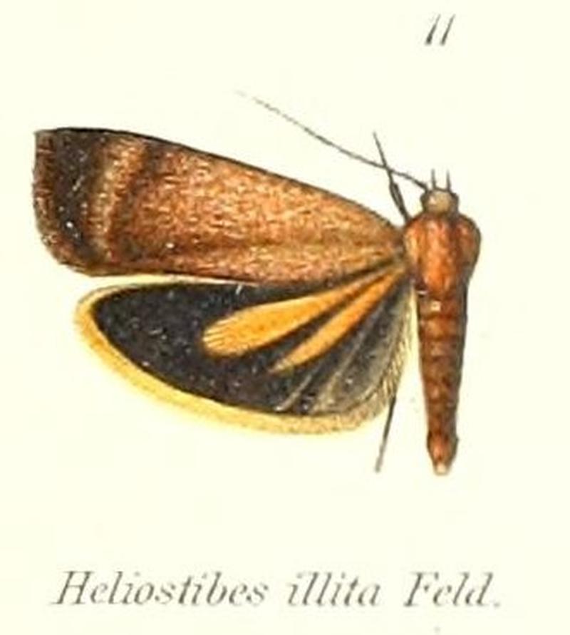 Pl.1-11-Hierodoris illita (Felder & Rogenhofer, 1875) (Heliostibes)