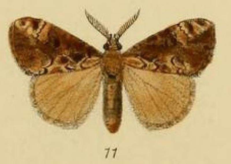 Pl.1-11-Orgyia ticana=Dasychira ticana (Schaus, 1893)