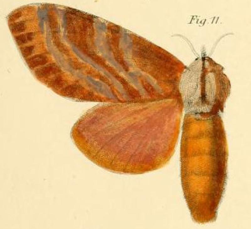 Pl.1-11-Pachypasa honrathii=Pachytrina honrathii (Dewitz, 1881