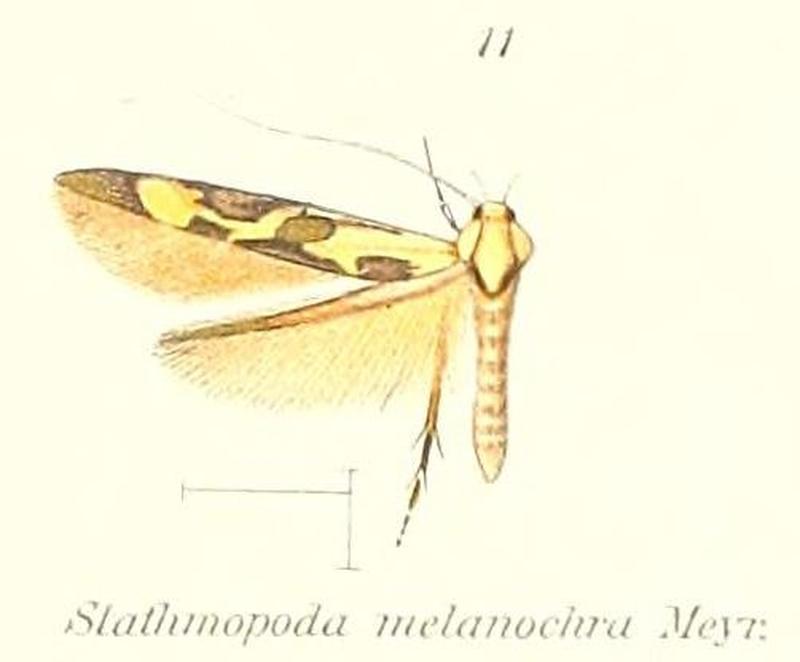 Pl.1-11-Stathmopoda melanochra