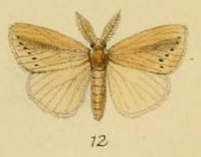 Pl.1-12-Laelia fracta Schaus & Clements, 1893