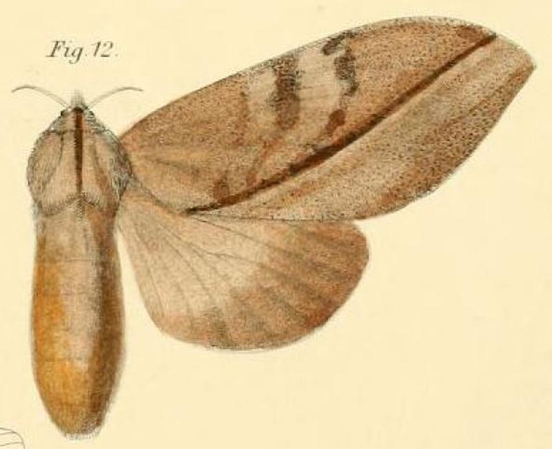 Pl.1-12-Pachypasa subfascia=Pachyna subfascia (Walker, 1855)