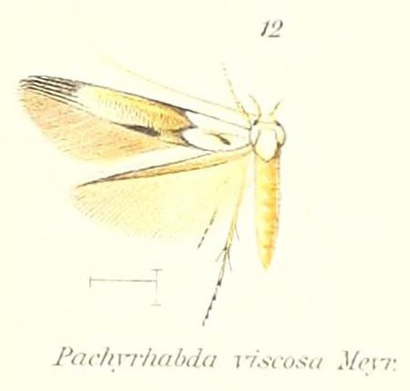 Pl.1-12-Pachyrhabda viscosa Meyrick, 1913