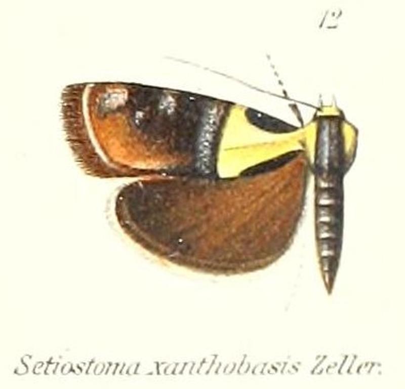 Pl.1-12-Rectiostoma xanthobasis Zeller, 1876