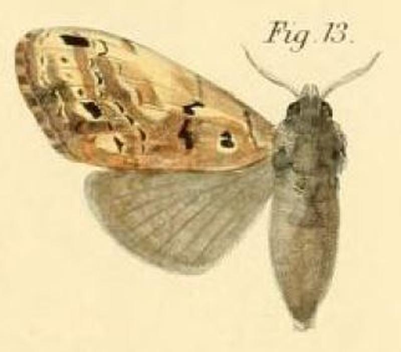 Pl.1-13-Dasychira saussurei Dewitz, 1881