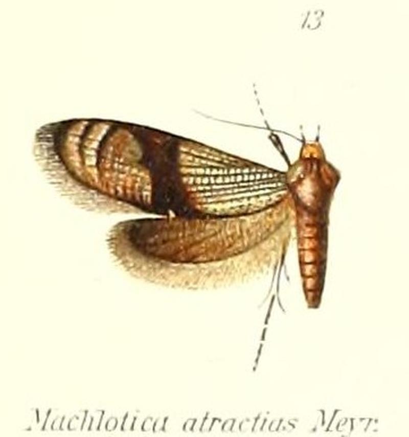Pl.1-13-Neomachlotica atractias (Meyrick, 1909) (Machlotica)