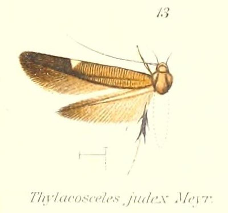 Pl.1-13-Thylacosceles judex Meyrick, 191