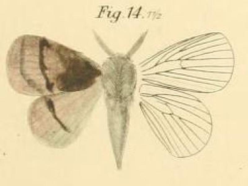 Pl.1-14-Lasiocampa distantii=Euwallengrenia reducta (Walker, 1855)
