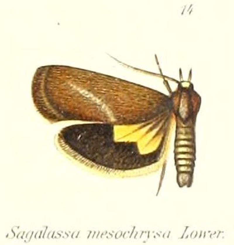 Pl.1-14-Miscera mesochrysa (Lower, 1903) (Sagalassa)