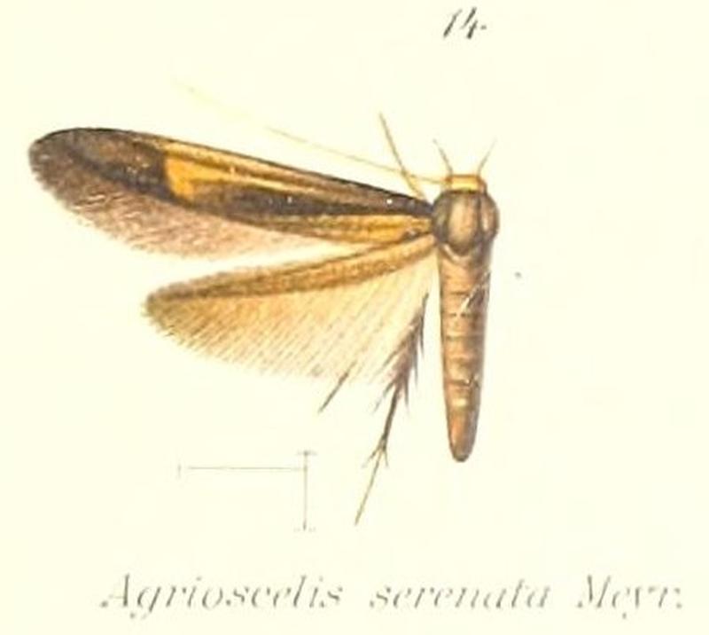 Pl.1-14-Stathmopoda serenata (Meyrick, 1913) (Agrioscelis)