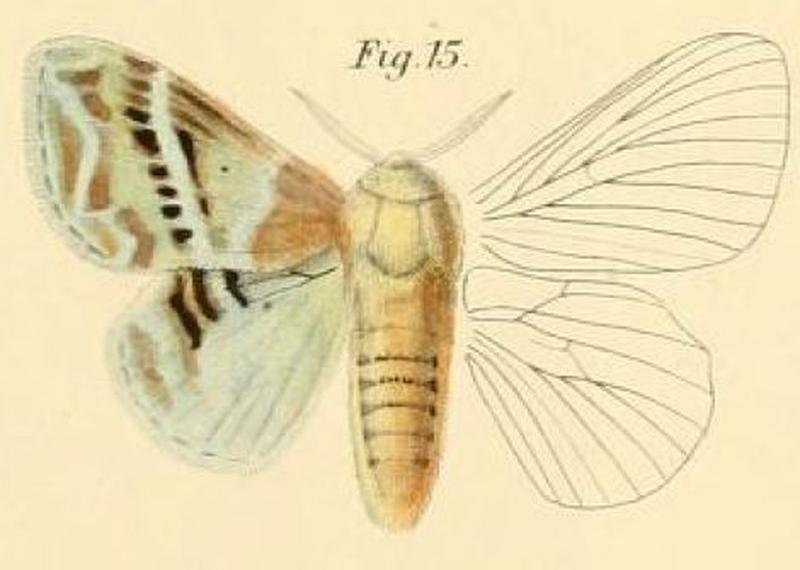 Pl.1-15-Lasiocampa köllikerii=Eucraera koellikerii (Dewitz, 1881)