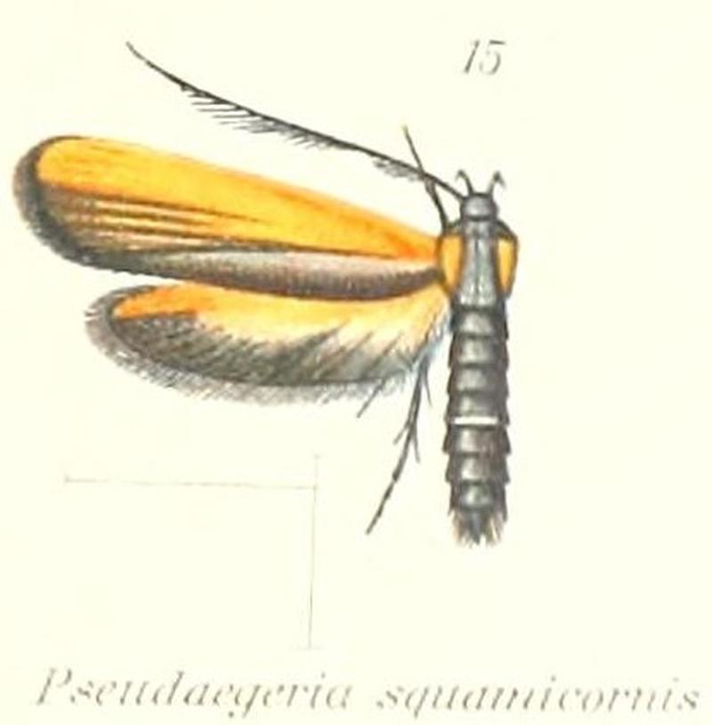Pl.1-15-Pseudaegeria squamicornis (Felder & Rogenhofer, 1875)