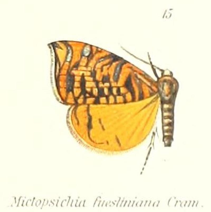Pl.1-15-Rubropsichia fuesliniana (Stoll, 1781) (Mictopsichia)