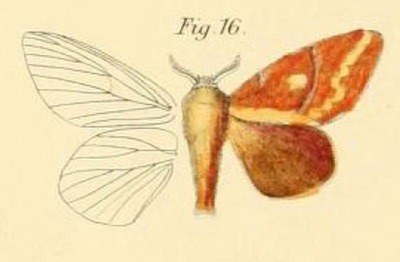 Pl.1-16-Lasiocampa radei=Chrysopsyche radei (Dewitz, 1881)
