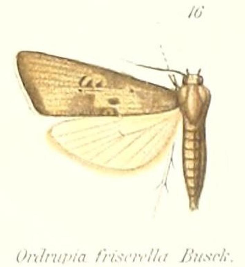 Pl.1-16-Ordrupia friserella Busck, 1911