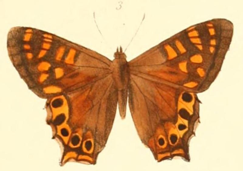 Pl.1-3-Lethe atkinsonia Hewitson, 1876 (Zophoessa)