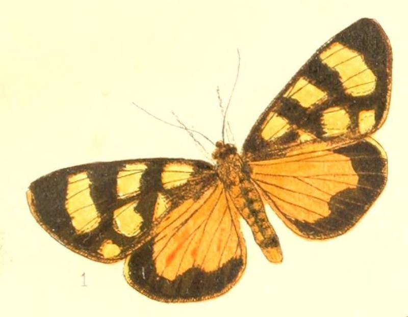 Pl.1-fig.01-Heraclia pardalina (Walker, 1869) (Eusemia)