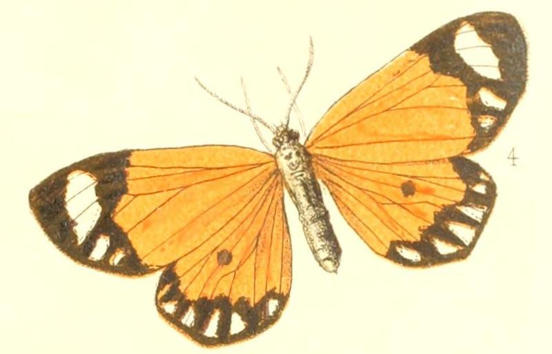 Pl.1-fig.04-Mimaletis postica