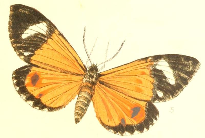 Pl.1-fig.05-Phaegorista similis