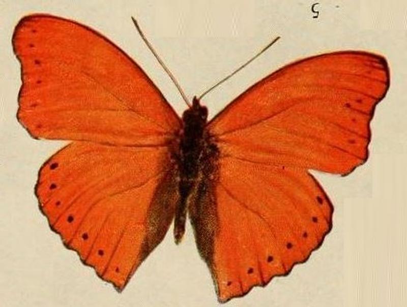 Pl.10-05-Cymothoe reginaeelisabethae Holland, 1920