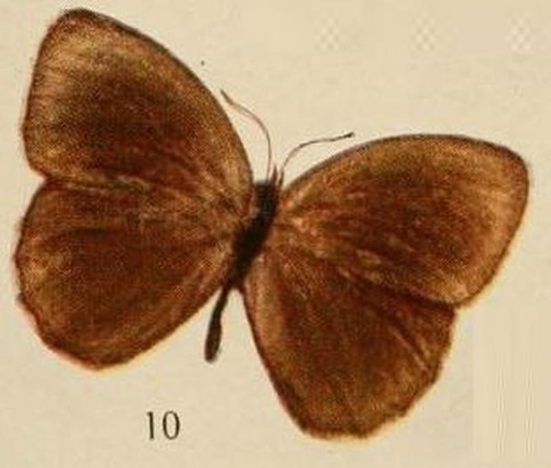 Pl.10-10-Mycalesis langi=Bicyclus angulosa (Butler, 1868)