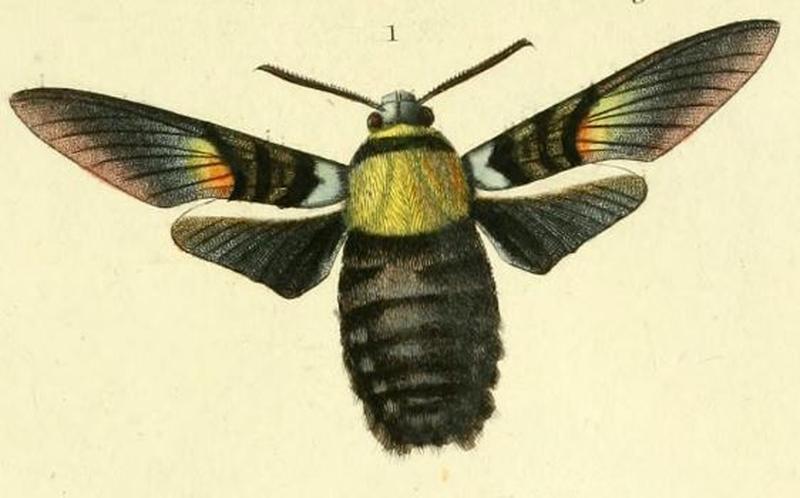 Pl.10-fig.1-Sataspes infernalis