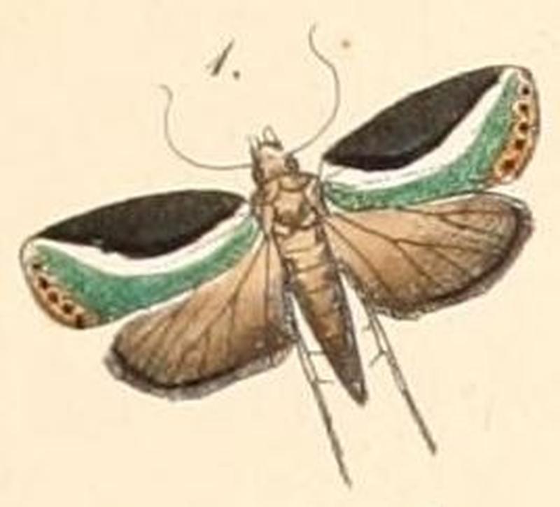Pl.108-01-Ariola ransonneti