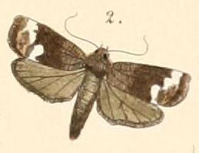 Pl.108-02-Imma albofascia (Felder, 1861)