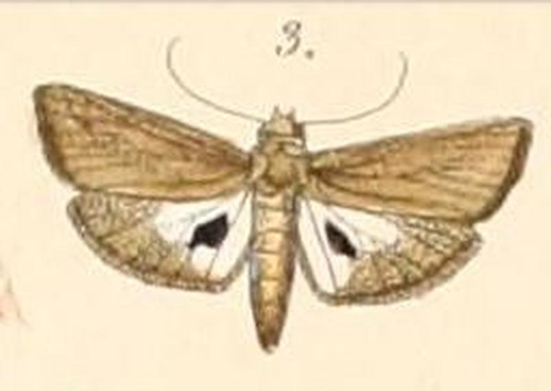 Pl.108-03-Imma atrosignata (Felder, 1861)