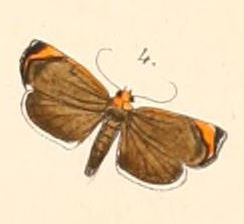 Pl.108-04-Imma flaviceps (Felder & Rogenhofer, 1874)