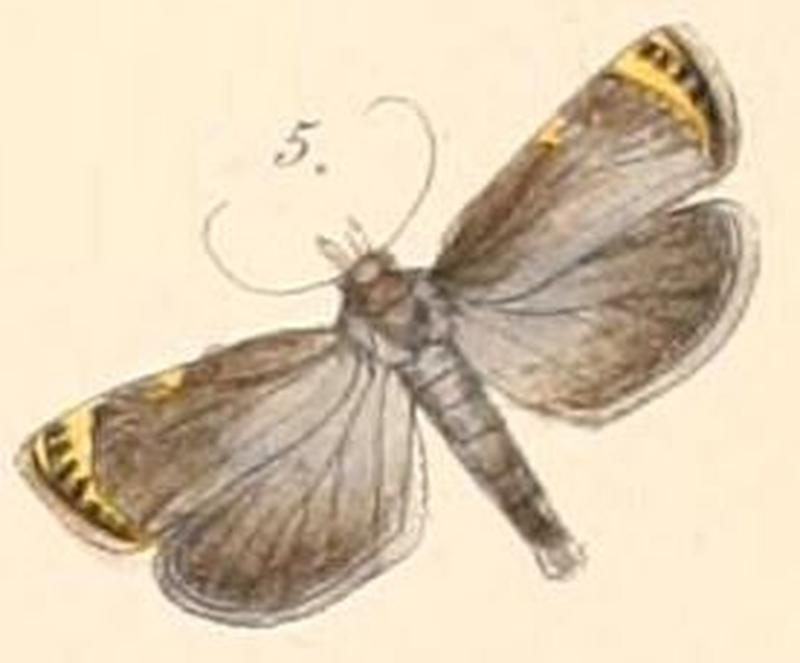 Pl.108-05-Imma costipuncta (Felder & Rogenhofer, 1874)