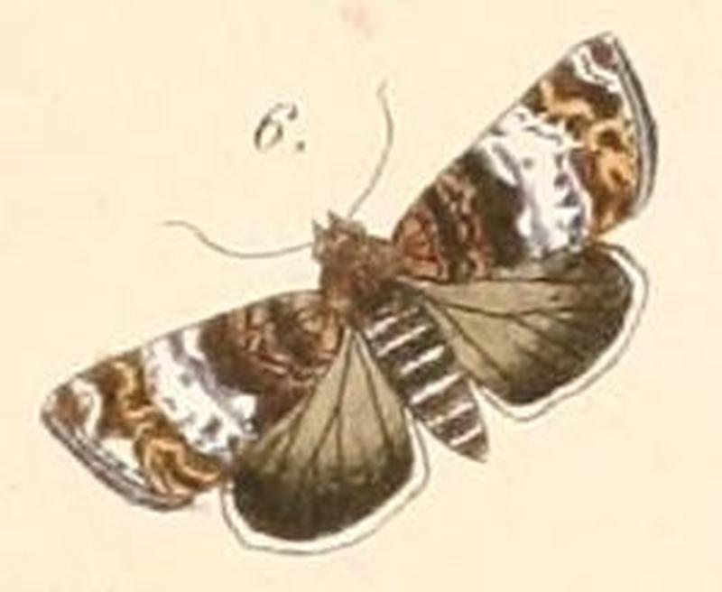 Pl.108-06-Eustrotia africana (Felder & Rogenhofer 1874)