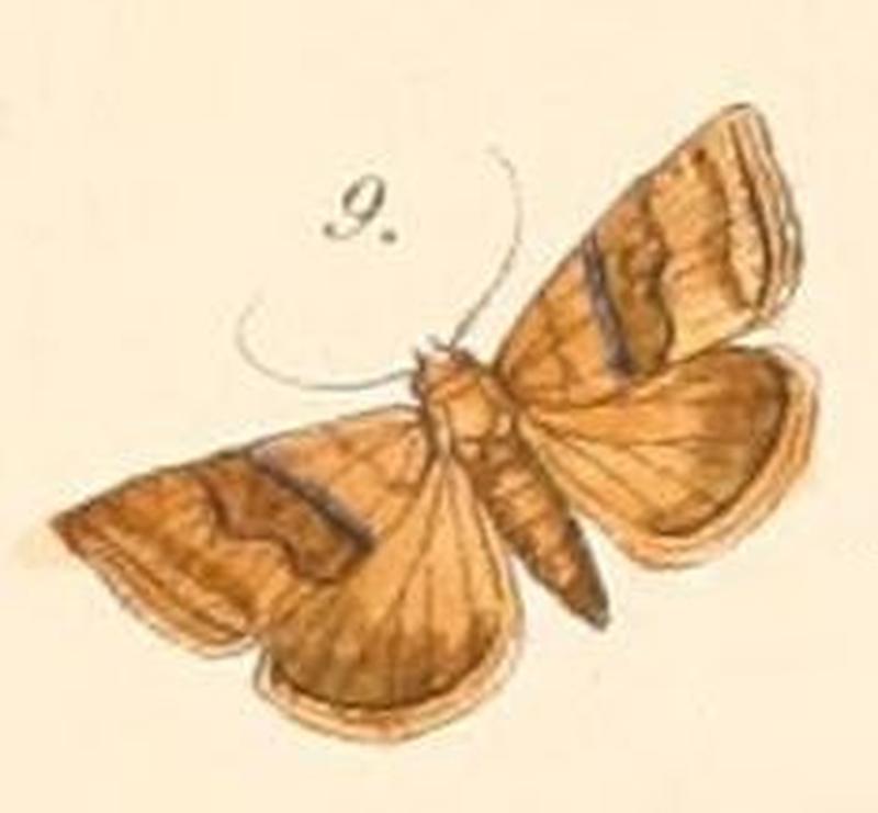 Pl.108-09-Eublemma sperans (Felder & Rogenhofer, 1874)