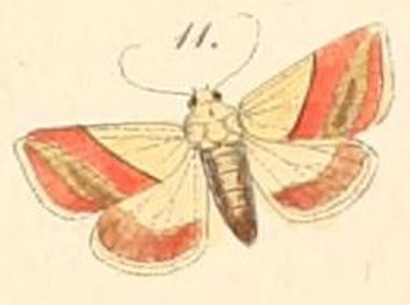 Pl.108-11-Eublemma adulans (=Eublemma dimidialis) (Felder & Rogenhofer 1874)