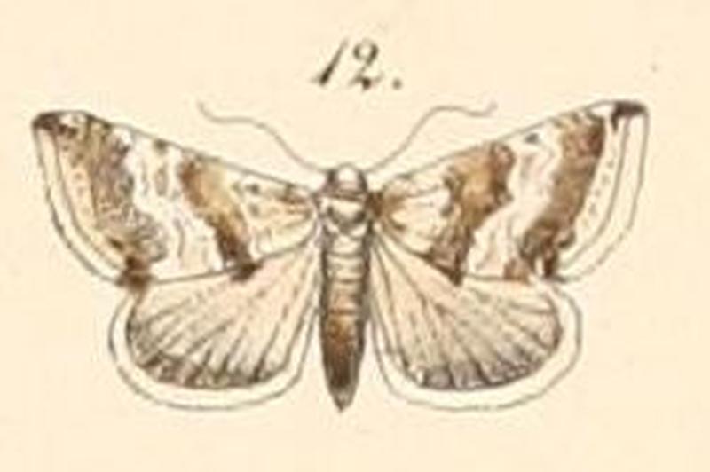 Pl.108-12-Eublemma minima (Guenée, 1852)