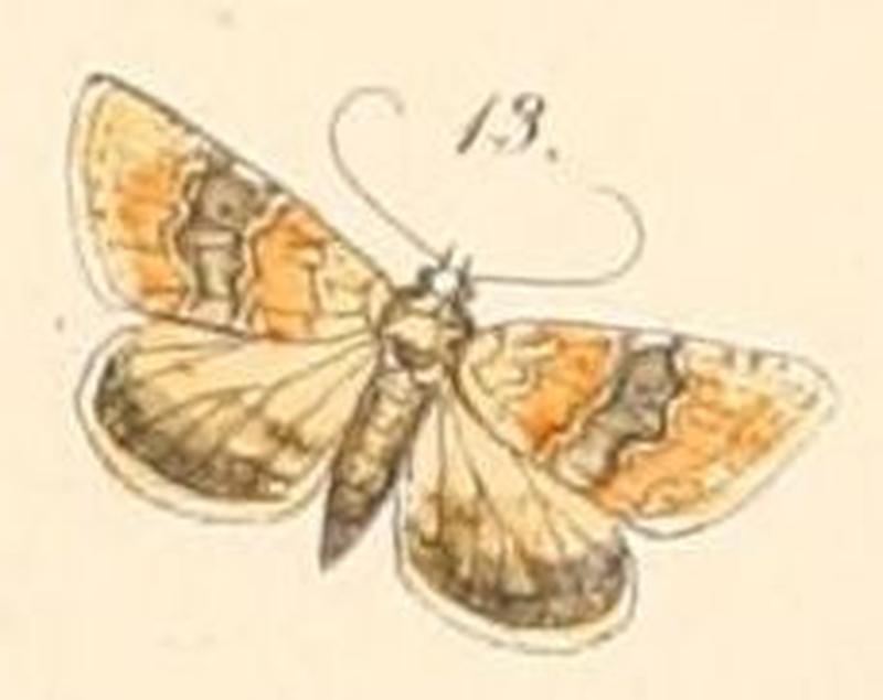 Pl.108-13-Eublemma delicata (Felder & Rogenhofer 1874)