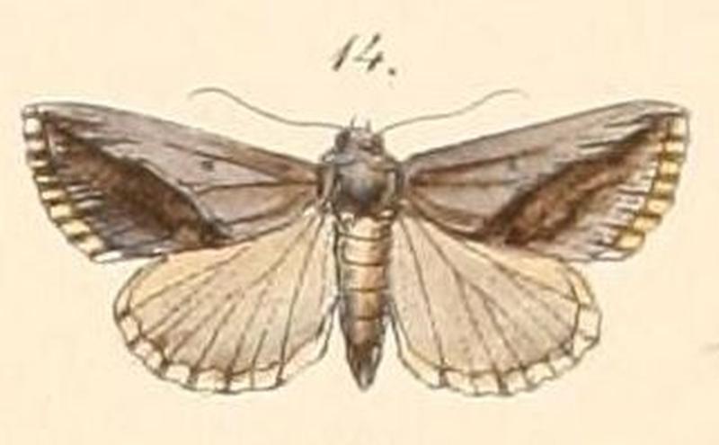 Pl.108-14-Eublemma squamilinea (Felder & Rogenhofer 1874)