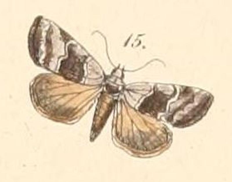 Pl.108-15-Abacena accincta (Felder & Rogenhofer 1874)