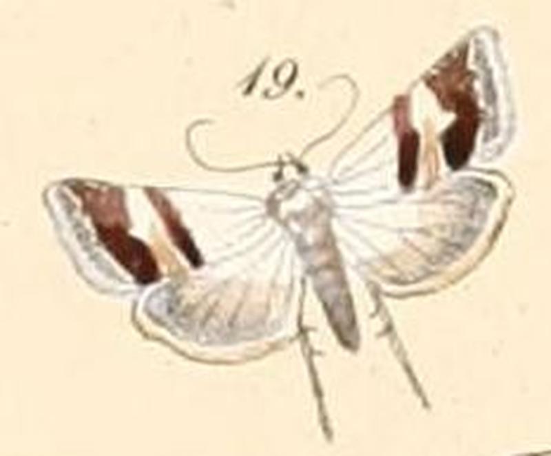 Pl.108-19-Eublemma ornatula (Felder & Rogenhofer, 1874)