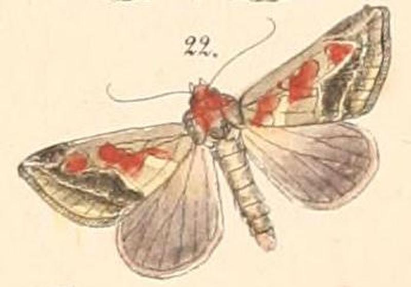 Pl.108-22-Acontia accola (Felder & Rogenhofer, 1874)
