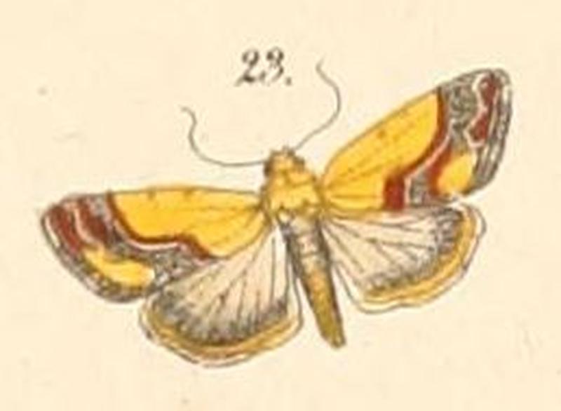 Pl.108-23-Acontia sexpunctata (Fabricius, 1794)