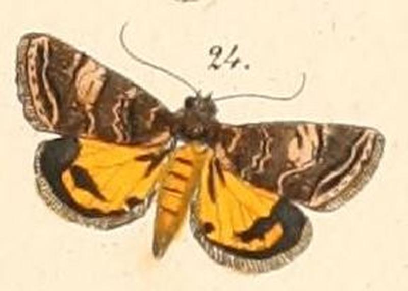 Pl.108-24-Ozarba acclivis (Felder & Rogenhofer, 1874