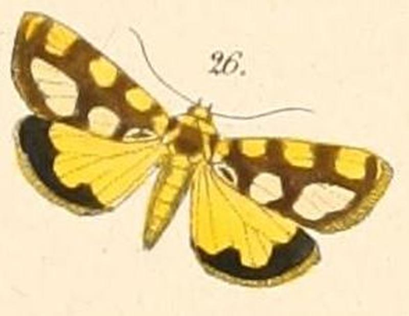 Pl.108-26-Acontia guttifera