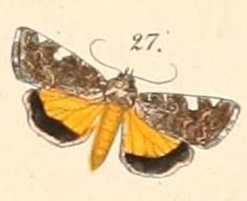 Pl.108-27-Acontia scanda (=A.crocata)