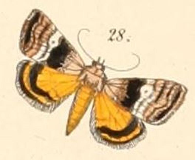 Pl.108-28-Acontia madanda (=Ozarba madanda)