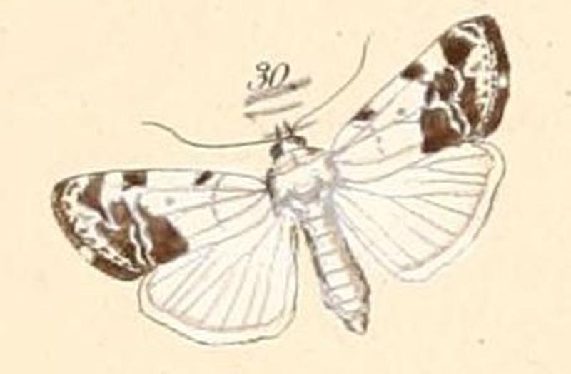 Pl.108-30-Acontia redita (=Tarache aprica)