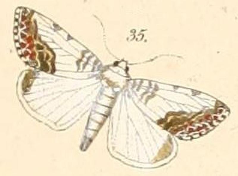 Pl.108-35-Acontia urbani (=Acontia wahlbergi, Wallengren, 1856)