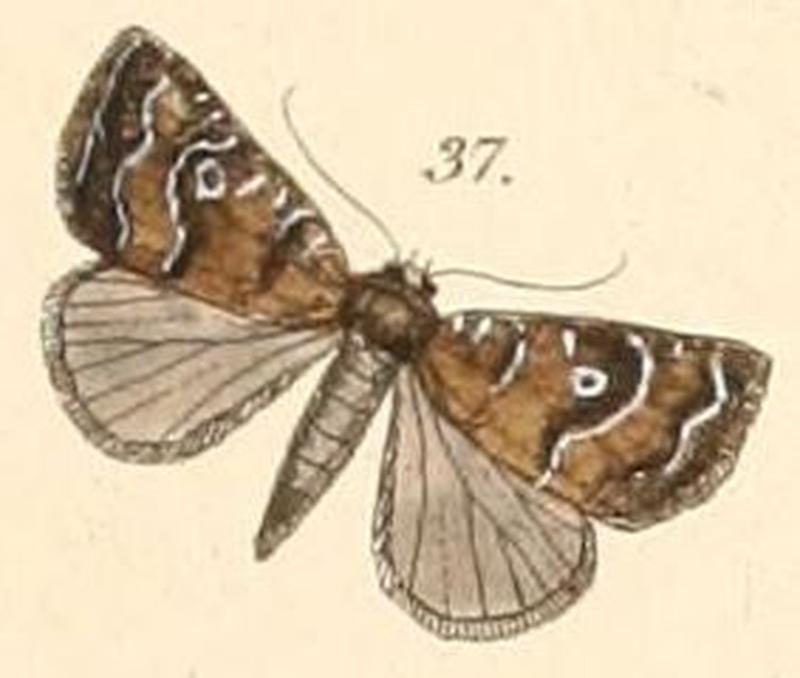 Pl.108-37-Erastria bavia (=Amyna axis)