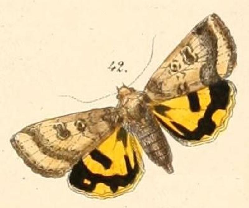 Pl.108-42-Heliothis acesias
